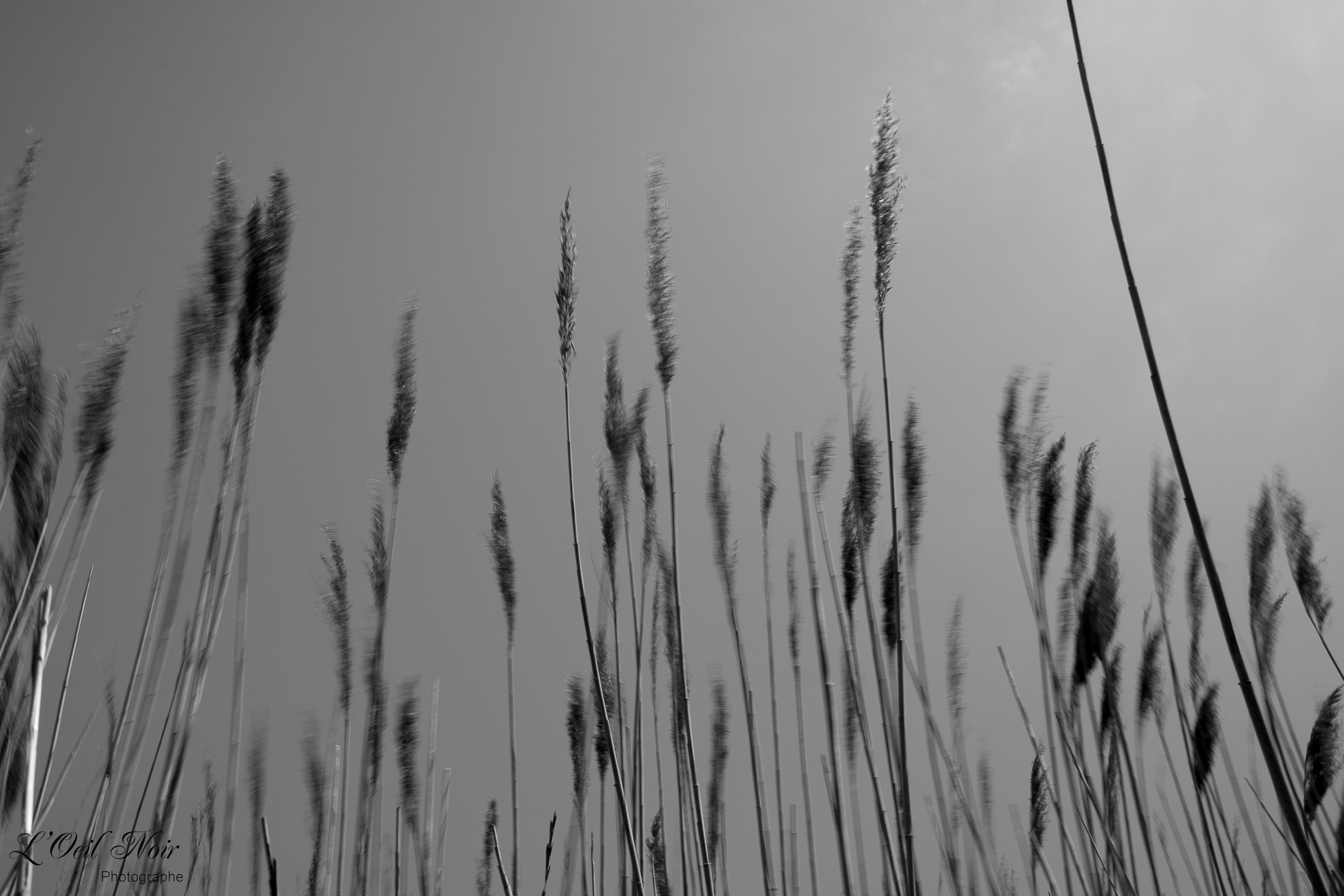 L' Oeil Noir Photographe